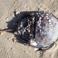 20180109_123957_Bedazzled Horseshoe Crab