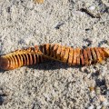 20180109_124304_Whelk Egg Case