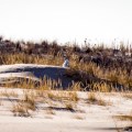 Snowy Owl on a sand dune