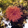 20160525_142630_Sea Anemone