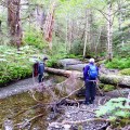 20160526_171447_Beautiful little salmon stream complete with baby salmon