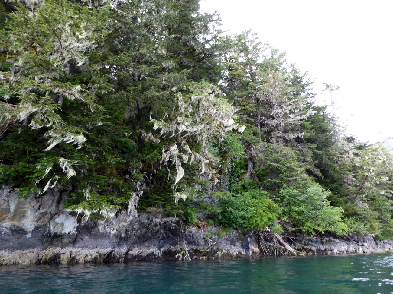 20160527_195803_Lichen covered trees