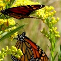 20170930_115612_Monarch butterflies holding on for dear life