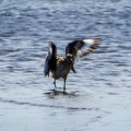 20180526_121829_Willet in the water