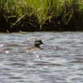 20180526_122803_Female Bufflehead Duck