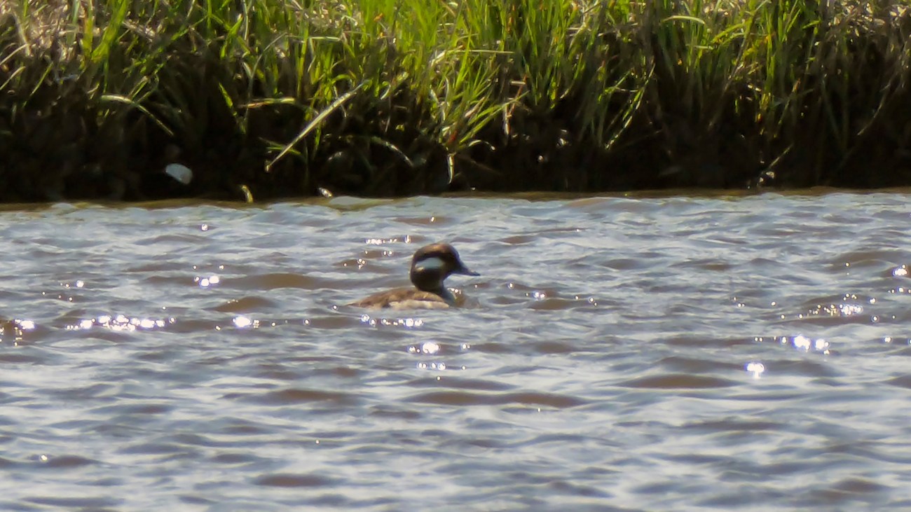 20180526_122803_Female Bufflehead Duck