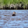 20180526_123945_American Black Duck