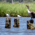 20180526_130726_Immature Double-Crested Cormorant and two Common Terns