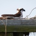 20180608_085626_Osprey Nest