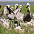 20180608_101832_Doubled-Crested Cormorants nesting among the pelicans