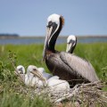 20180608_102823_Brown Pelican Nest