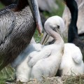 20180608_103036_Pelican Baby Closeup