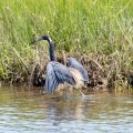 20180608_140338_Tri-Colored Heron