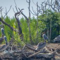 20180727_105828_Pelican babies and parents
