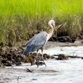20180729_102144_Great Blue Heron