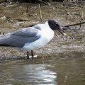 20180729_103037_Laughing gull eating a crab