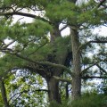20180729_111923_Eagle Nest 1