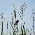 20180729_125522_Songbird in the marsh grass