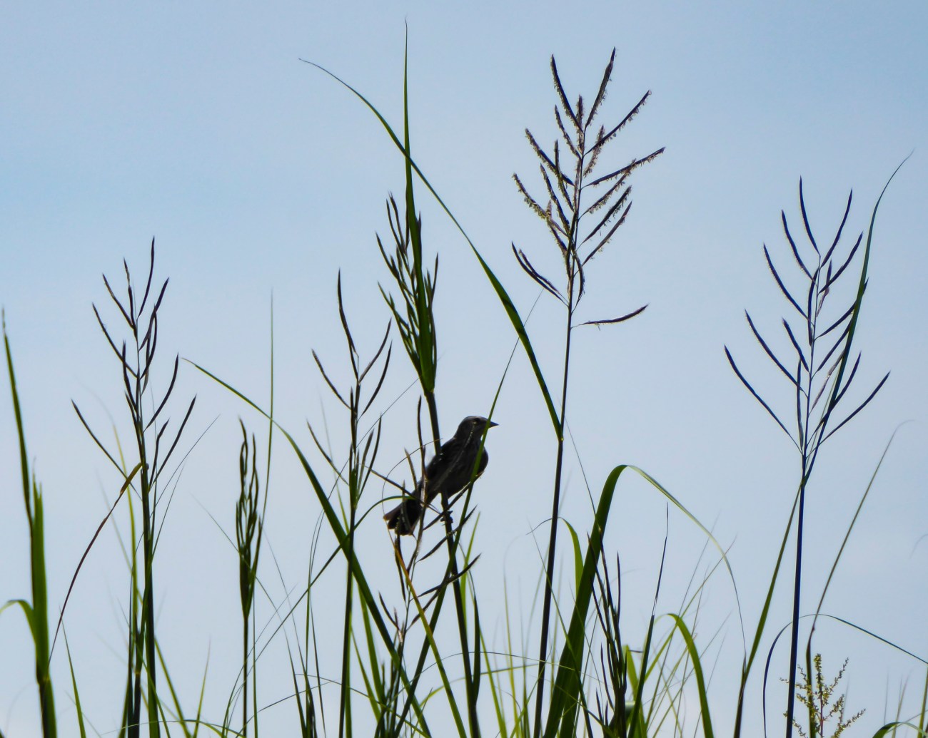 20180729_125522_Songbird in the marsh grass