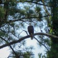 20180729_131913_Bald eagle in a pine tree