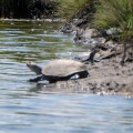 20180704_140450_Turtles along Pikes Creek