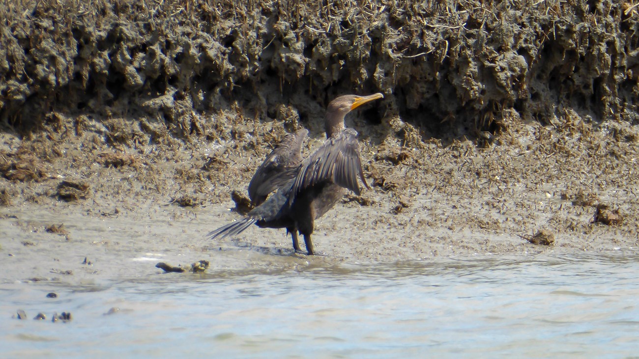 20180825_130353_Double-crested Cormorant on the shore