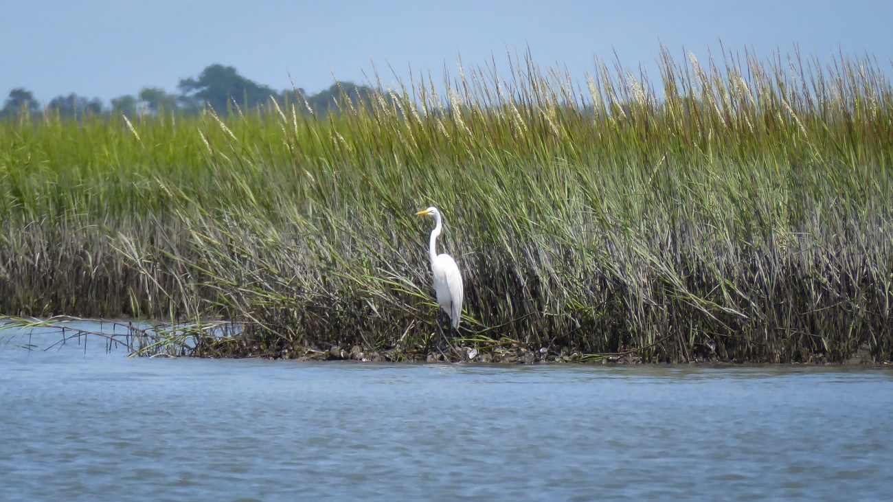 20180825_132130_Great Egret along the bank