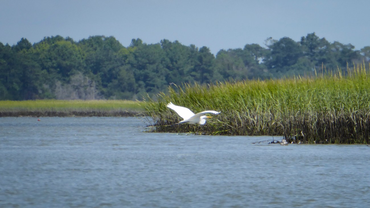 20180825_132141_Great Egret in flight