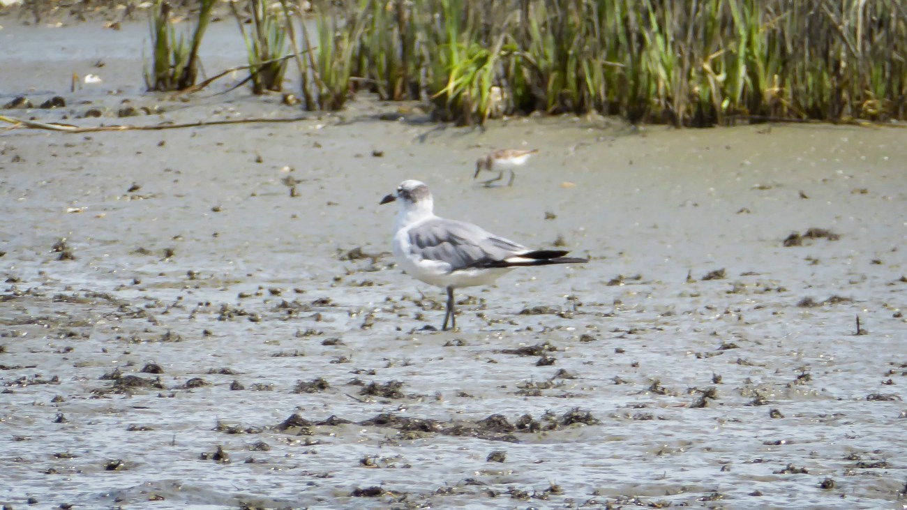20180825_143108_Non-breeding laughing gull and a least sandpiper