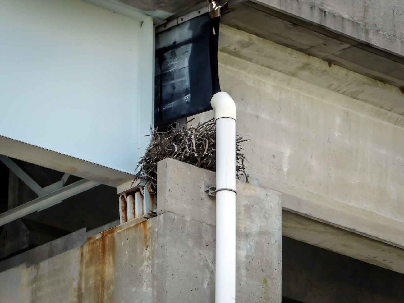 20180903_131733_Osprey nest on Rt 50 bridge
